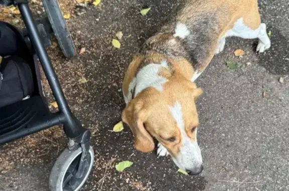 Найдена собака, Калининград, фото: Найдена собака, Судостроительная 163А