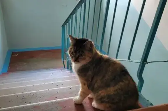 Найдена кошка, Мончегорск, фото: Кошка найдена в подъезде на пр. Кирова, 17