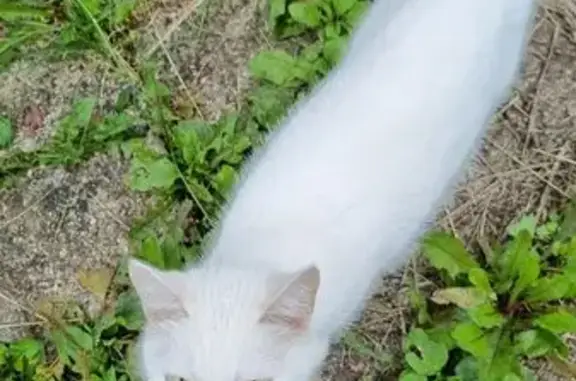Найдена белая кошка, Глазов, Удмуртия