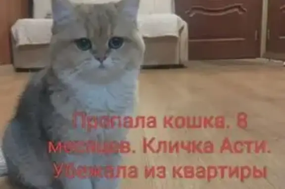 Кошки потеряшки, Ступино, фото: Потеряшка кошка, Комсомольская 17/16, Ступино