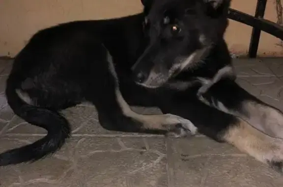 Щенок найден на Кижеватова, 6, Пенза