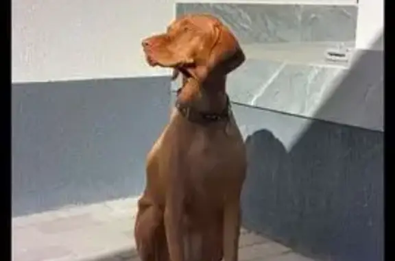 Собаки потеряшки, , фото: Потеряшка собака, Вурманкасы, Чувашия