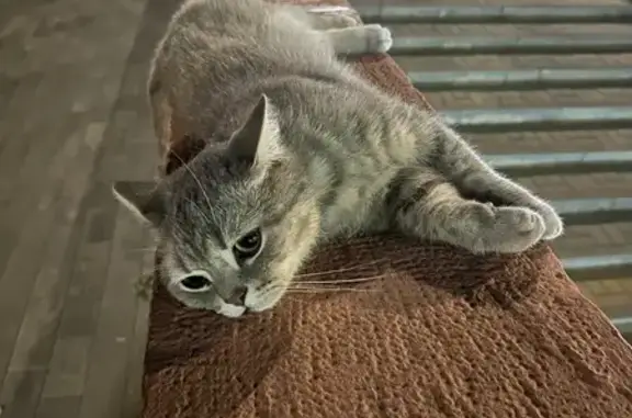 Найдена кошка, Ростов-на-Дону, фото: Кошка найдена на Театральной площади, РнД