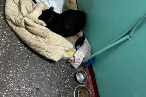 Собака найдена на Морской 1, Мурманск