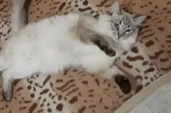 Пропала кошка, Тюльпановая ул., Волгоград