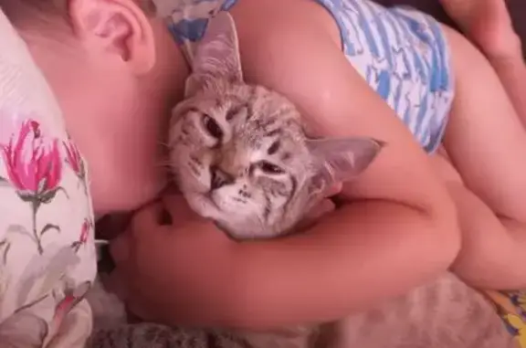 Кошки потеряшки, Владимир, фото: Потеряшка кошка, ул. Соколова-Соколёнка 19Б