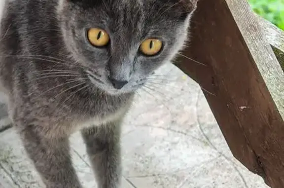 Кошки потеряшки, Вязьма, фото: Потеряшка кошка на ул. Докучаева, 17А