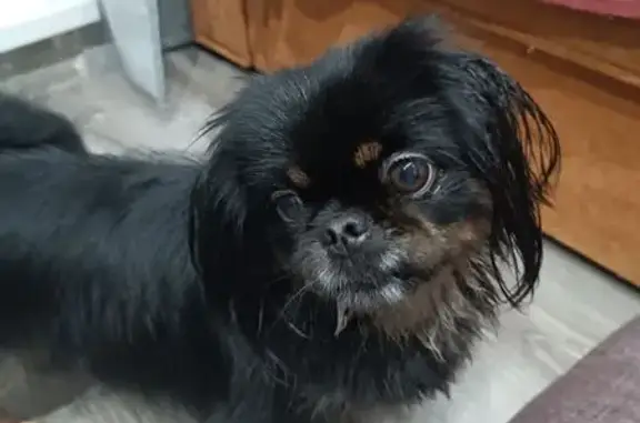 Найдена собака, Тюмень, фото: Найдена собака, ул. Бушуева 4, Тюмень