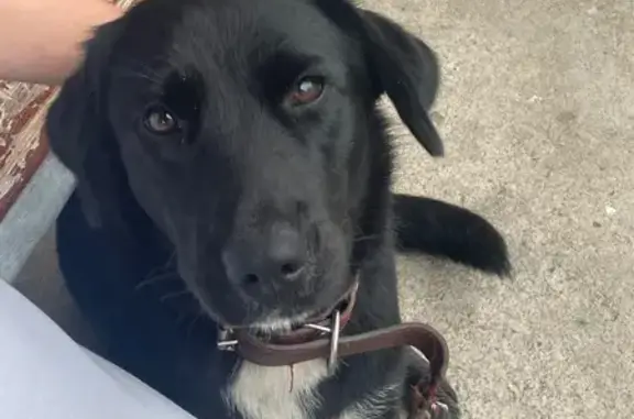 Найдена собака, Выборг, фото: Собака найдена: Ленинградское шоссе, 59