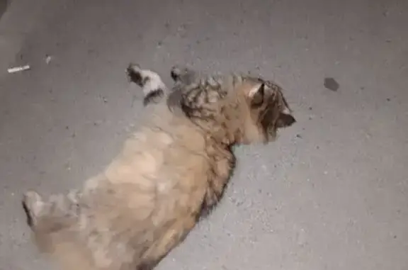 Кошка найдена, Сосьвинская ул. 49, Тюмень