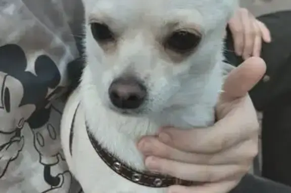 Пропала собака, 2-я Окружная, Иваново