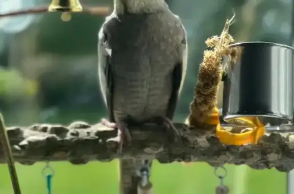 Пропал попугай, Братский пер., 12, Светлый