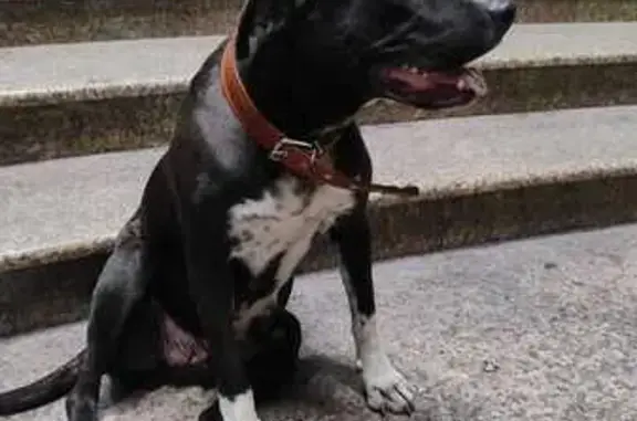 Собака у ТЦ Алания Молл, Моск. ул, 3К