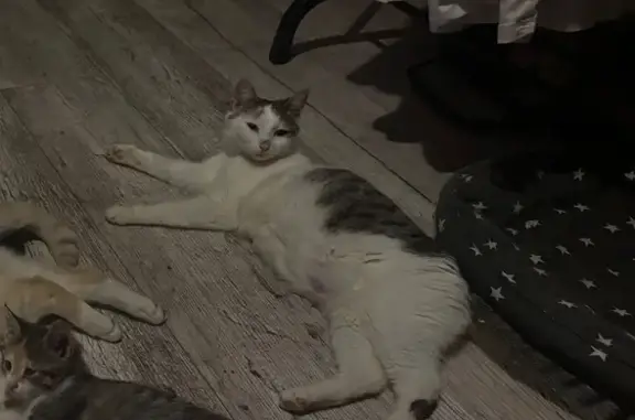 Пропала кошка, Советская 25, Шахунья