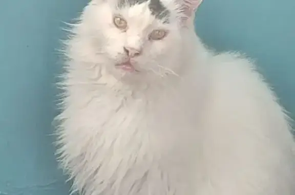 Кошки потеряшки, Елец, фото: Потеряшка кошка на Станционной 7, Елец