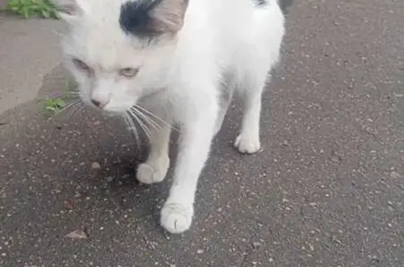 Кошка найдена, 24-я Северная, Омск