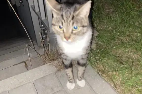 Кошка найдена, Батальная 100, Калининград