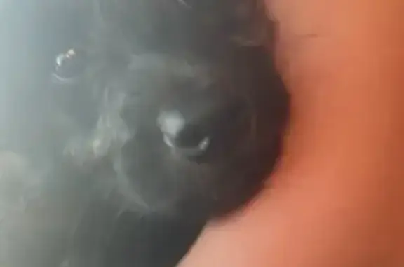 Пропала собака Белла, Речная ул., Ярославка