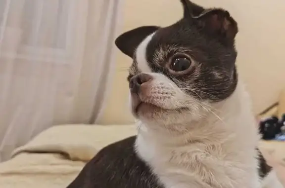 Пропала собака, Калининградская обл.