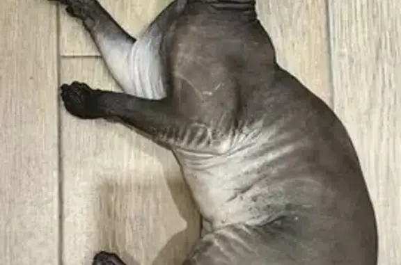 Кошка найдена: Садовая ул, 108, Краснодар