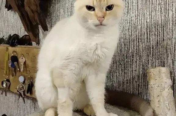 Найдена кошка, Петрозаводск, фото: Кот без хвоста найден: 86К-223, Петрозаводск