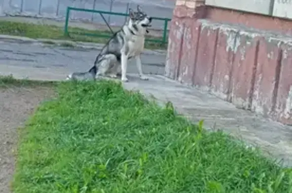 Найдена собака, , фото: Большая светлая собака найдена в Кирове