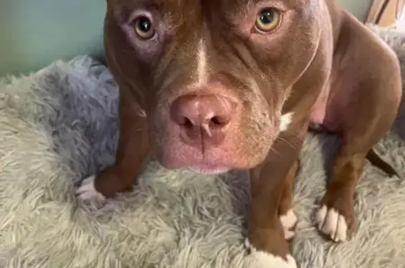 Собаки потеряшки, Петрозаводск, фото: Потеряшка собака у гостиницы 