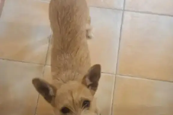 Собаки потеряшки, Тверь, фото: Потеряшка собака, ул. Дементьева 15, Тверь