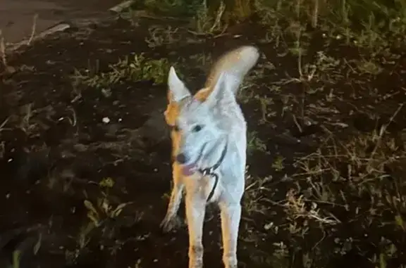 Найдена собака, Северодвинск, фото: Северодвинск: найдена собака, ул. Карла Маркса, 40