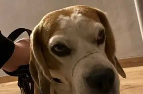 Бигль найден на Рылеева, 59А к6, Тамбов