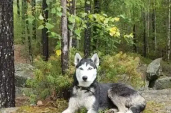 Найдена собака, Большелугское, фото: Собака найдена: скальники Витязь, Иркутск