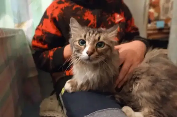 Найдена кошка, Москва, фото: Кошка найдена: ул. Хлобыстова, 20 к1, Москва