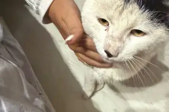 Найдена кошка, Владивосток, фото: Кошка найдена на Феодосийской, Владивосток