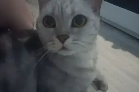 Пропала кошка, Подстёпки 53