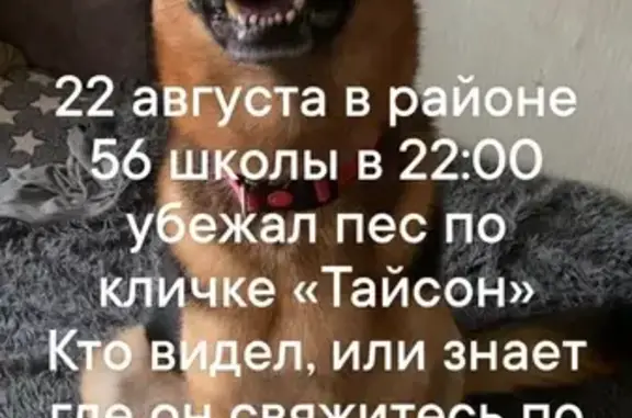 Пропала собака, Хабаровск