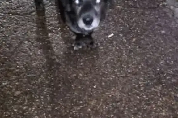 Найдена собака, Канаш, фото: Собака найдена: Железнодорожная ул., Канаш