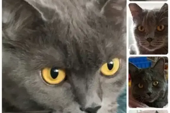 Пропала кошка, ул. 50 лет Профсоюзов 109