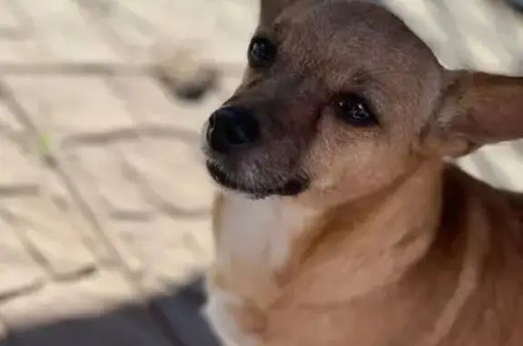 Пропала собака на ул. Менделеева, Яровое