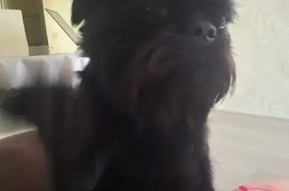 Собаки потеряшки, Томская область, фото: Потеряшка собака: Богашёво, Томская обл.