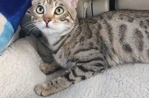 Найдена кошка, Красноярск, фото: Найдена кошка, ул. 9 Мая 14, Красноярск