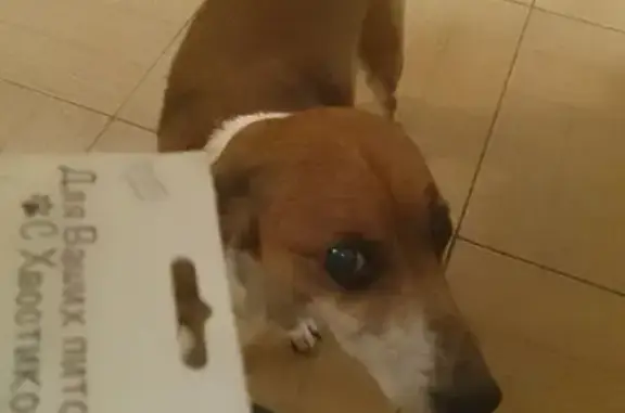 Собаки потеряшки, Симферополь, фото: Потеряшка собака, ул. Блюхера, Симферополь