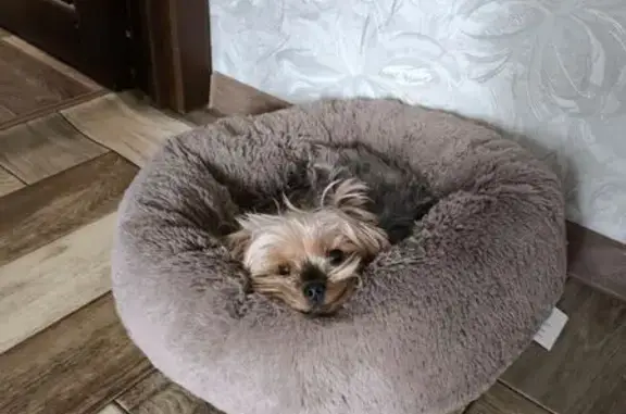 Пропала собака, Лесная ул. 1, Воронеж