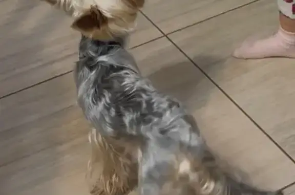 Найдена собака, Абакан, фото: Йорк найден: ул. Вознесения, Абакан