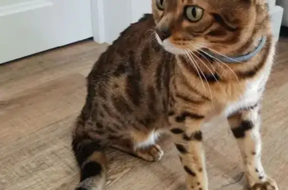 Найдена кошка, Гостагаевская, фото: Крупный бенгал найден: пер. Нагорный, Гостагаевская