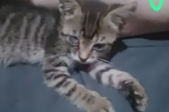 Пропала кошка, ул. Верещагина, 35