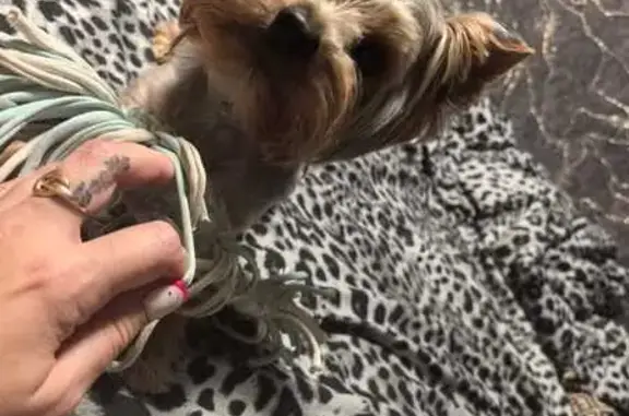 Пропала собака, Путевая ул., 12А, Хабаровск