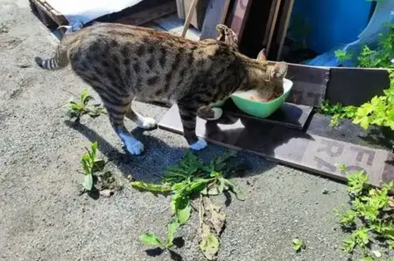 Найдена кошка, Владивосток, фото: Кошка найдена: Снеговая ул., 16А, Владивосток