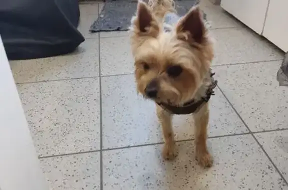 Йорк найден: Ленинского Комсомола, 24, Ульяновск