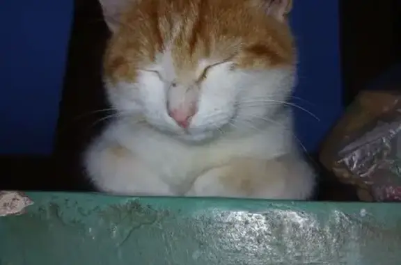 Найдена кошка, Людиново, фото: Найдена кошка, ул. Мира 2, Людиново