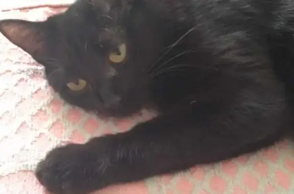 Пропала черная кошка, Белогорская 73